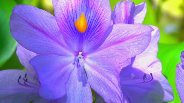 クローズアップ 花エイヒョルニア ウォーターヒヤシンス エイヒョルニアアズレア 穏やかに紫色の非対称水生植物の花 — ストック動画