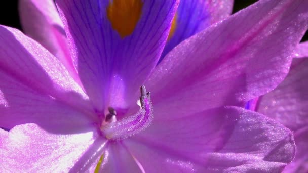 Yakın Plan Çiçek Eichhornia Sümbülü Eichhornia Azurea Hafif Mor Asimetrik — Stok video