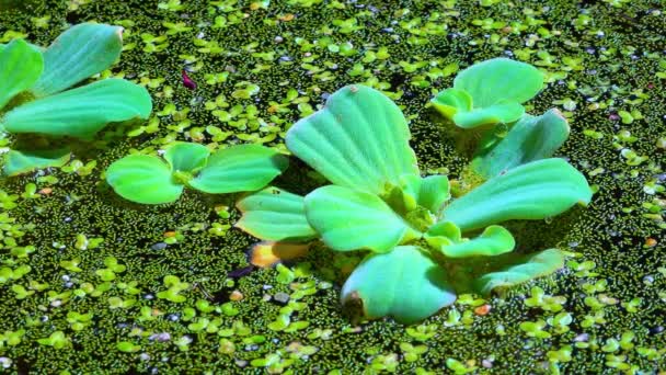 Pistia Stratiotes Zwemt Tussen Waterplanten Zonder Wortels Wolffia Arrhiza Eendenkroos — Stockvideo