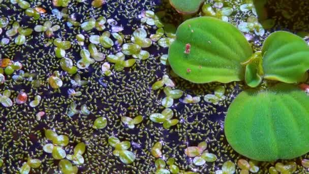 プシュタットは 水生植物の間を泳ぎます 根のないアヒル ウォルフィア アライザ とアヒル レムナ ターリオンフィエラ — ストック動画