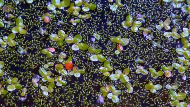 无斑水粉 无根鸭草 Wolffia Arrhiza 和鸭草 Lemna Turionifera — 图库视频影像