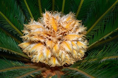 Cycas revoluta - botanik bahçesi Odessa 'da dişi sikad bitkisi çiçek açıyor