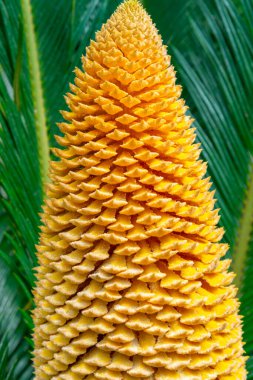 Cycas revoluta - botanik bahçesi Odessa 'da erkek siklet bitkisi çiçek açıyor