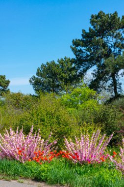 Çiçekli erik veya çiçek açan badem (Prunus triloba), Odessa botanik bahçesi