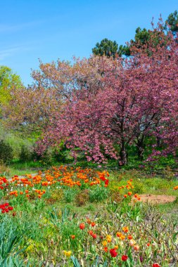 Japon çiçekli kiraz ağacı.