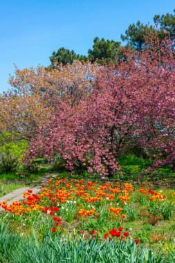 Japon çiçekli kiraz ağacı.