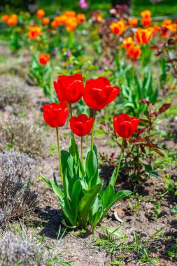 Baharda bahçede açan kırmızı laleler, Odessa 'da botanik bahçesi.