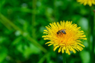 Bir bal arısı Ukrayna 'da bir karahindiba üzerinde nektar toplar.