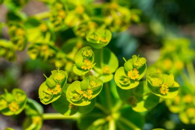 Yellow-green flowers of ornamental garden Euphorbia
