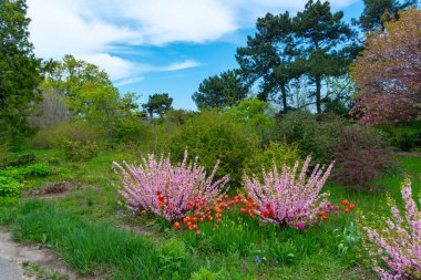 Bazen çiçek açan erik ya da badem (Prunus triloba), Odessa botanik bahçesi olarak da adlandırılır.