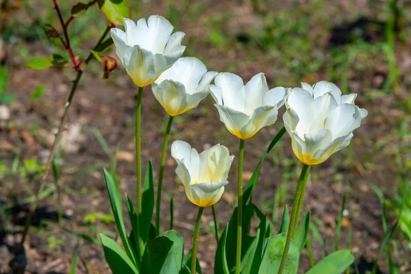 Tulipes Blanches Fleurissant Printemps Dans Jardin Jardin Botanique Odessa — Photo