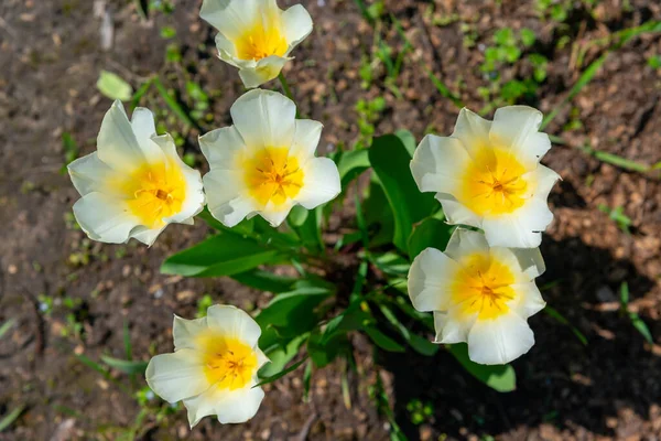 Tulipe Crème Aux Étamines Jaunes Fleurissant Printemps Dans Jardin Jardin — Photo