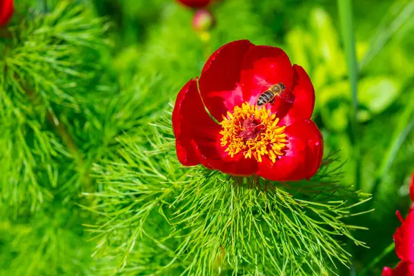 Paeonia Tenuifolia Honingbijen Roze Bloemen Van Een Pioenroos Verzamelen Honing — Stockfoto