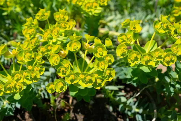 Yellow Green Flowers Ornamental Garden Euphorbia — Stockfoto