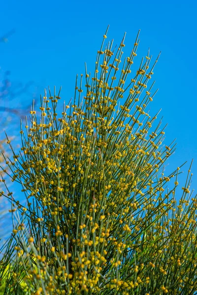 Blooming Treelike Ephedra Botanical Garden Ukraine — Stockfoto