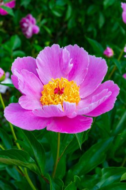 Bahçede ağaç şakayığı, yakın planda pembe çiçekler, Ukrayna Botanik Bahçesi