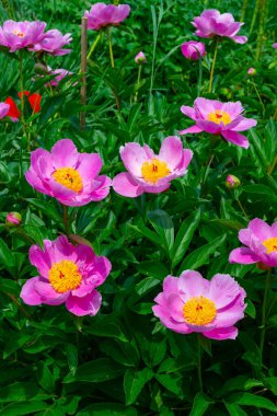 Bahçede ağaç şakayığı, yakın planda pembe çiçekler, Ukrayna Botanik Bahçesi