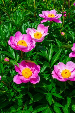 Bahçede ağaç şakayığı, yakın planda pembe çiçekler, Ukrayna Botanik Bahçesi