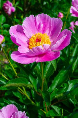 Bahçede ağaç şakayığı, yakın planda pembe çiçekler, Ukrayna Botanik Bahçesi