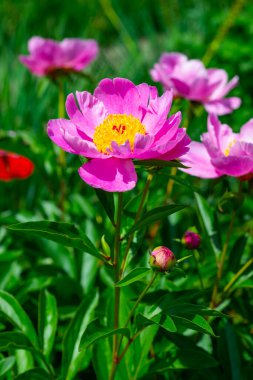 Bahçede ağaç şakayığı, yakın planda pembe çiçekler, Ukrayna Botanik Bahçesi