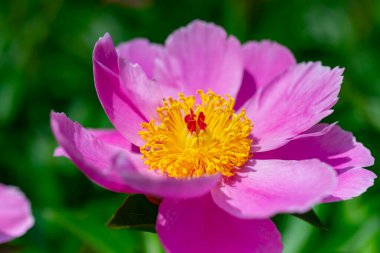 Bahçede ağaç şakayığı, yakın planda pembe çiçekler, Ukrayna Botanik Bahçesi