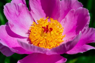 Bahçede ağaç şakayığı, yakın planda pembe çiçekler, Ukrayna Botanik Bahçesi