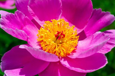 Bahçede ağaç şakayığı, yakın planda pembe çiçekler, Ukrayna Botanik Bahçesi