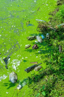 UKRAINE, ODESSA-MAYIS 30, 2023: Yüzen ördek otu ve Kurtadam bitkileriyle kaplanmış bir gölette yüzen çöpler, Odessa Ukrayna