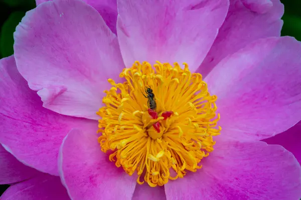 Little wild bee on a tree peony flower in the garden, pink flowers close-up, Botanical garden Ukraine