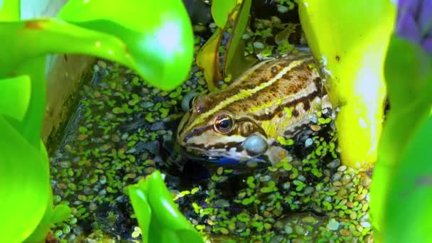 ペロフィーラックスリバウンドス カエルが歌い 水生植物の間の湖にエアソークを膨らませる — ストック動画