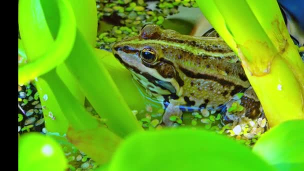 Pelophylax Ridibundus Frog Sings Inflating Air Sacs Lake Aquatic Vegetation — Stock Video