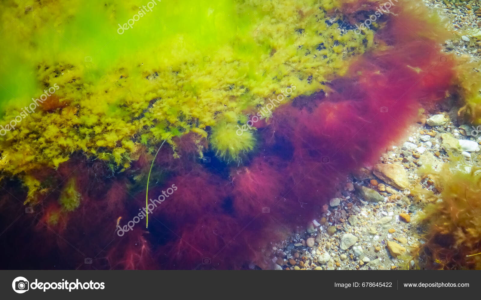 green-red-algae-stone-shore-tiligul-estuary-drying-out-estuary-stock