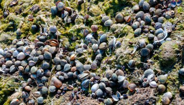 The dried-up bottom of a reservoir covered with dry mud and shells of bivalve mollusks Cerastoderma and Mytilus, Tiligul estuary, Ukraine