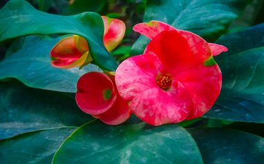 Türkiye, Anıt - 26 AĞUSTOS 2014: Karadeniz 'de suyun altından yükselen eski bir demir top