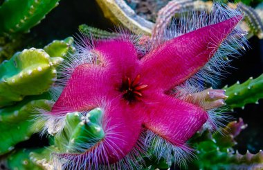 Stapelia grandiflora - Güney Afrika sulu bitkiler kokuşmuş kırmızı çiçeklerle birlikte Odessa botanik bahçesinin koleksiyonunda