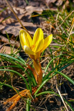 Baharda bahçedeki timsahlar botanik bahçesinde çiçek açar.