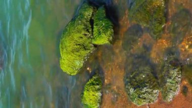 Doğal manzara, yeşil yosun Enteromorpha Khadzhibey nehrinin kıyısındaki kayalıklarda, dikey video.
