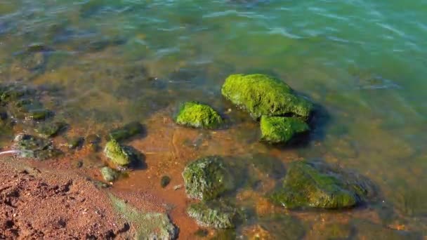 Природний Ландшафт Зелені Ентероморфні Водорості Скелях Біля Берега Хаджибейського Лиману — стокове відео