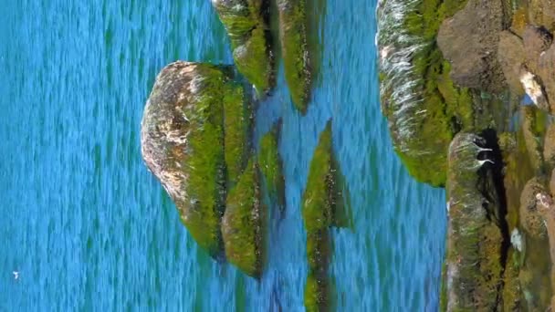 Natürliche Landschaft Grünalgen Enteromorpha Auf Felsen Der Nähe Der Khadzhibey — Stockvideo