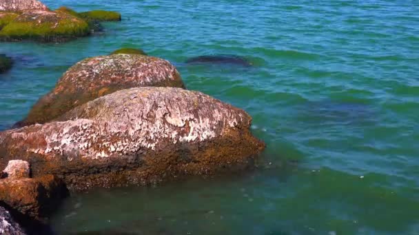 ナチュラルな風景 緑のエンターモルファの藻類 ハッツォイエステアリーの海岸近くの岩の上に — ストック動画