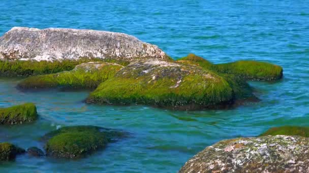 Paysage Naturel Algues Vertes Enteromorpha Sur Les Rochers Près Rive — Video