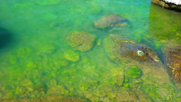 Green Algae Enteromorpha Underwater Rocks Shore Khadzhibey Estuary — Stock Video