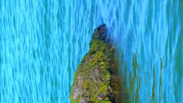 自然景观 在Khadzhibey河口近岸岩石上的绿藻 垂直录像 — 图库视频影像