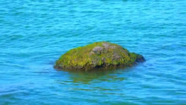 海志贝河口海岸附近岩石上的自然地貌 绿色水藻 — 图库视频影像