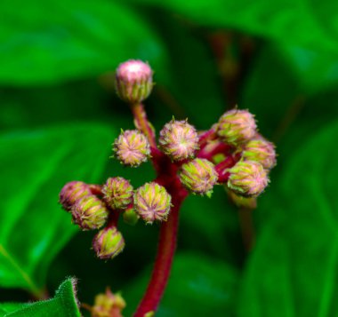 Mavi sis bitkisi - Eupatorium atrorubens, Ukrayna 'daki botanik bahçesinin koleksiyonunda bulunan süs bitkisinin tüylü çiçekleri.