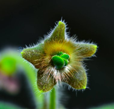 Kohleria amabilis - Ukrayna 'da bir botanik bahçesinin koleksiyonundaki süssüz bir bitkinin çiçeği.