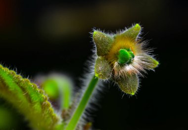 Kohleria amabilis - Ukrayna 'da bir botanik bahçesinin koleksiyonundaki süssüz bir bitkinin çiçeği.