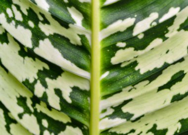  Dumb cane or leopard lily Dieffenbachia sp. - Close-up of a plant leaf from the collection of a botanical garden, Odessa