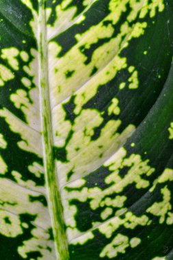 Dumb cane or leopard lily Dieffenbachia sp. - Close-up of a plant leaf from the collection of a botanical garden, Odessa