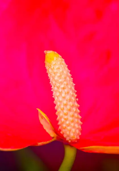 Anthurium Tropische Plant Bloeien Met Rode Bloemen Close — Stockfoto